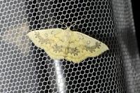 Cyclophora annularia