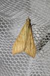 Antigastra catalaunalis
