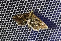 Diasemia reticularis