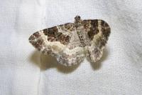 Epirrhoe alternata
