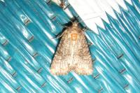 Mesapamea secalella/secalis