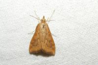Udea ferrugalis