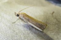 Oncocera semirubella