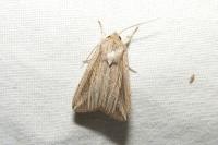 Mythimna riparia