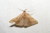 Polypogon plumigeralis