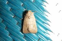 Hoplodrina ambigua/blanda