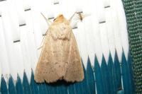 Mythimna ferrago