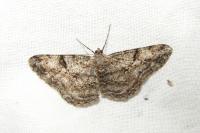 Peribatodes rhomboidaria rhomboidaria
