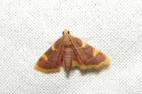 Hypsopygia costalis