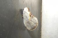 Cilix glaucata