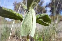 Bena bicolorana