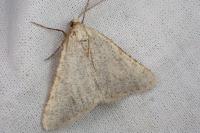 Isturgia miniosaria