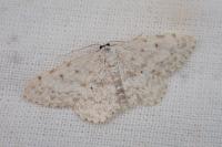 Scopula marginepunctata