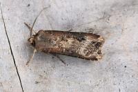 Agrotis ipsilon