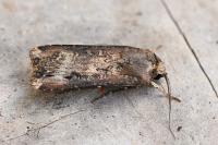 Agrotis ipsilon