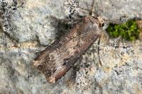 Agrotis ipsilon