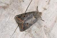 Leptologia lota