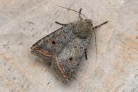 Leptologia lota