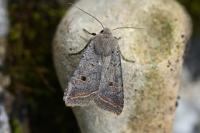 Leptologia lota