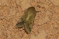 Helicoverpa armigera