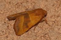 Atethmia centrago