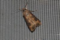 Agrotis ipsilon
