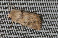 Luperina testacea
