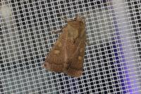 Xestia xanthographa