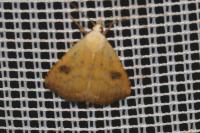 Rivula sericealis