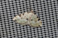 Colostygia pectinataria