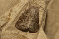Trichiura crataegi