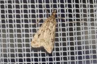 Eudonia pallida