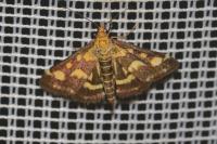 Pyrausta purpuralis