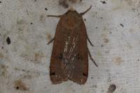 Noctua pronuba