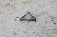 Cydalima perspectalis