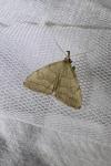 Pechipogo strigilata