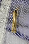 Ancylolomia tentaculella / disparalis