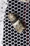 Elegia atrifasciella