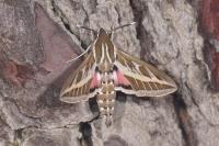 Hyles livornica