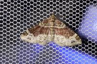 Xanthorhoe spadicearia/ferrugata
