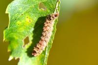 Falcaria lacertinaria