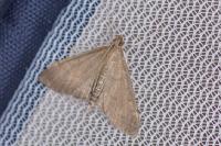 Anania terrealis