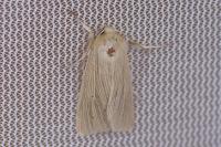 Mythimna pallens