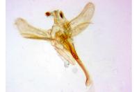 Metasia cuencalis bourgognei
