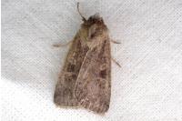 Xestia xanthographa