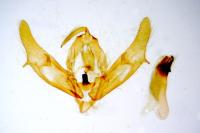Xestia xanthographa