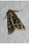 Leucochlaena oditis