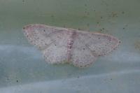 Idaea eugeniata