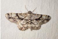 Peribatodes umbraria umbraria