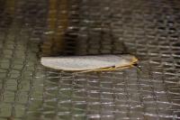Eilema caniola